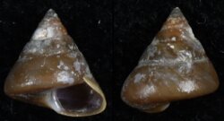 Calliostoma laugieri