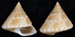 Calliostoma zizyphinum