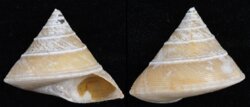 Calliostoma sublaeve