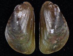 Musculista senhousia