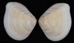Crassatellites japonicus