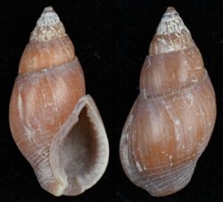 Nassarius olivaceus