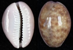 Naria poraria