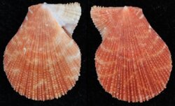 Talochlamys multistriata