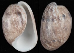 Bulla ampulla