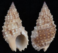 Nassarius papillosus