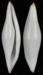 Pellasimnia improcera