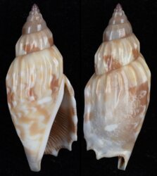 Tridentarius dentatus
