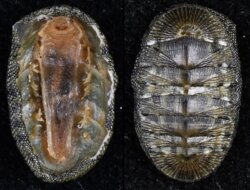 Chiton virgulatus