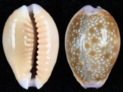 Naria helvola hawaiiensis