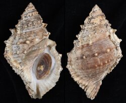 Bufonaria subgranosa