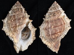 Bufonaria subgranosa