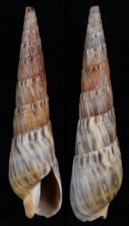 Oxymeris senegalensis