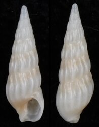 Gradaterebra capensis