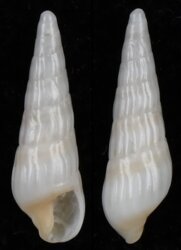 Gradaterebra capensis