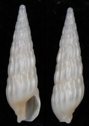 Gradaterebra capensis