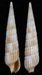 Myurella columellaris