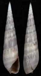 Hastula cinerea