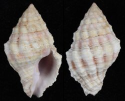 Peristernia nassatula