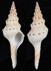 Fusinus tuberculatus