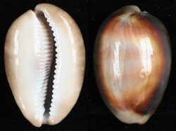 Lyncina ventriculus ventriculus