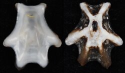 Patelloidea saccharina