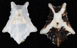 Patelloidea saccharina