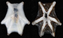 Patelloidea saccharina