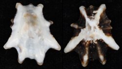 Patelloidea saccharina