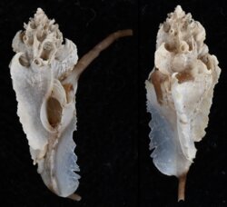 Typhinellus occlusus