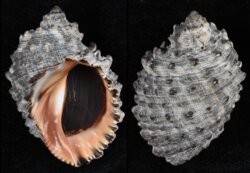 Plicopurpura columellaris