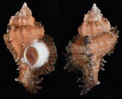 Chicomurex laciniatus