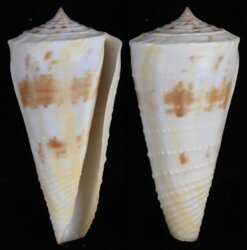 Kioconus tribblei
