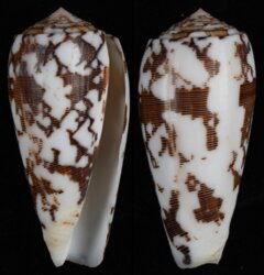 Pionoconus striatus striatus