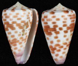 Tesselliconus tessulatus