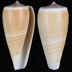 Phasmoconus radiatus