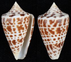 Lindaconus phlogopus