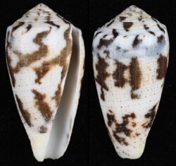 Pionoconus striolatus