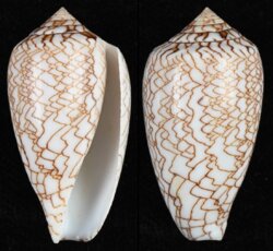 Cylinder archiepiscopus fma verriculum