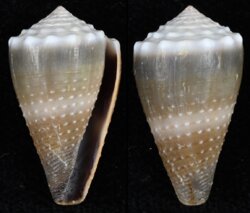 Lividiconus sanguinolentus