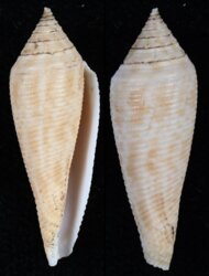 Conasprella viminea