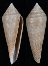 Conasprella viminea