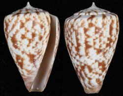 Kalloconus venulatus