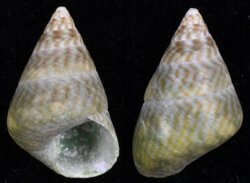 Phasianotrochus rutilis