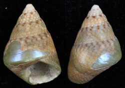 Phasianotrochus rutilis