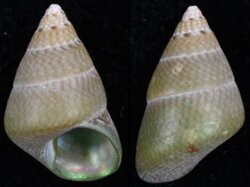 Phasianotrochus rutilis