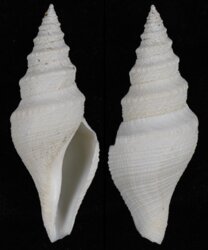 Bathytoma luehdorfi