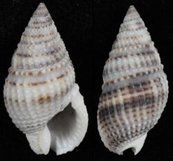 Nassarius margaritiferus
