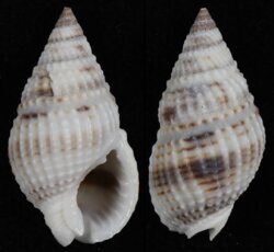 Nassarius margaritiferus