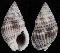 Nassarius margaritiferus